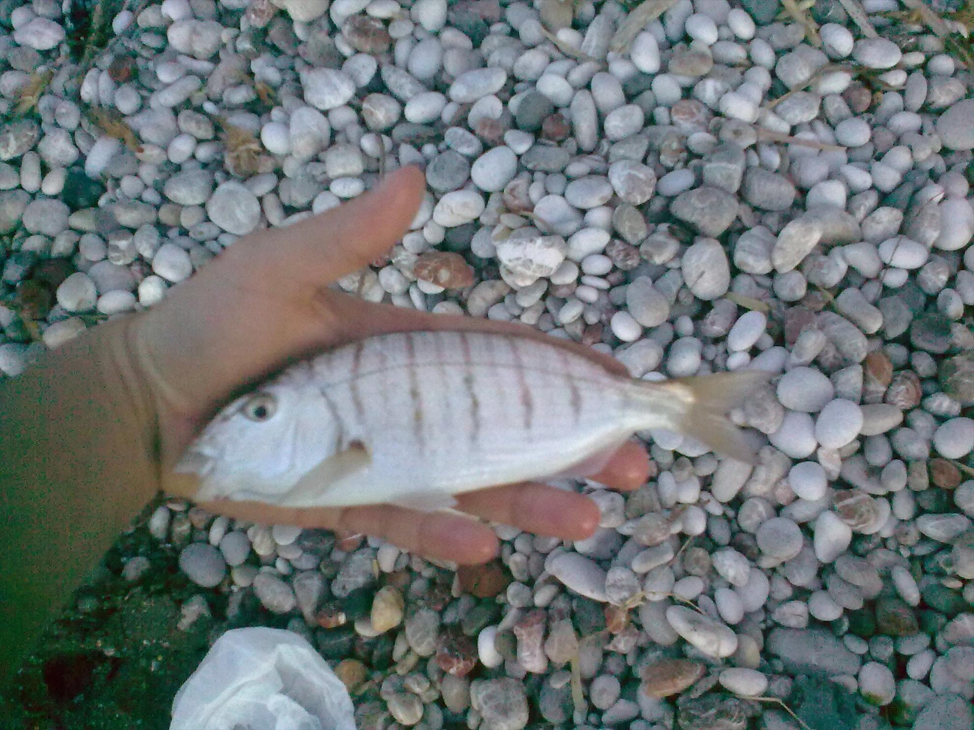 2013 - Rodos, M.Mediterana 